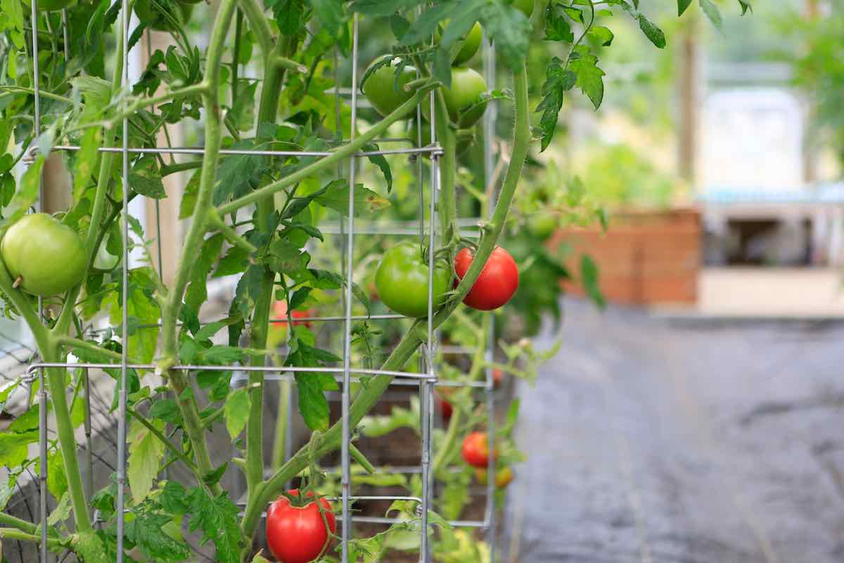 How to Set Up a Vertical Tomato Garden Minneopa Orchards