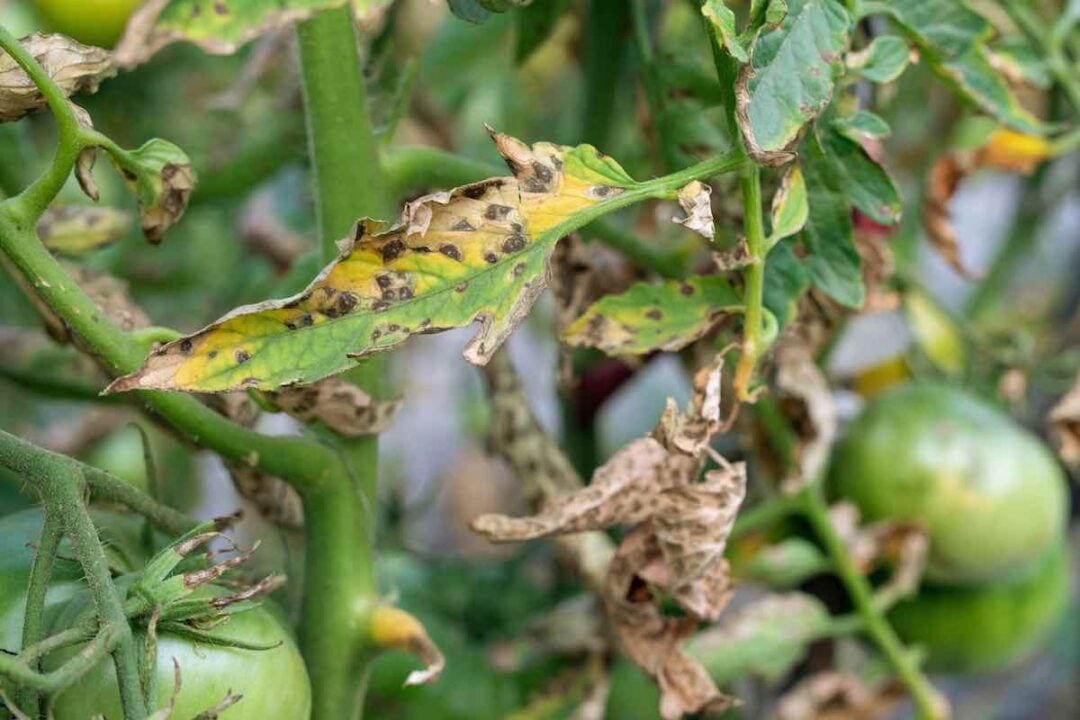 Why is My Tomato Plant Turning Yellow? Minneopa Orchards