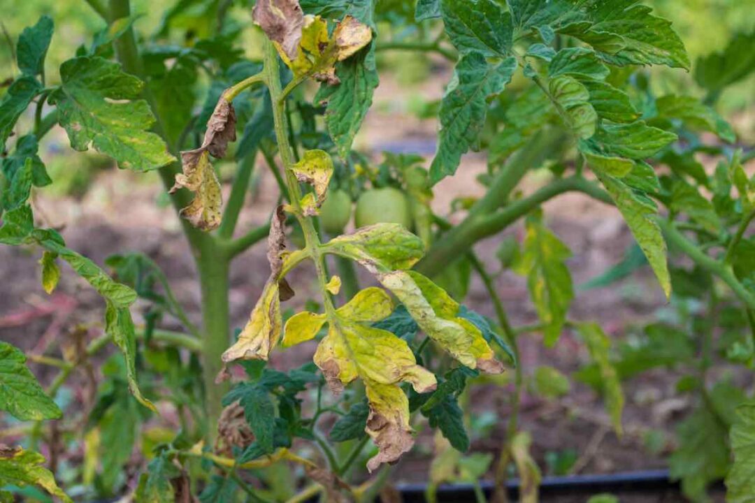 Why is My Tomato Plant Turning Yellow? Minneopa Orchards