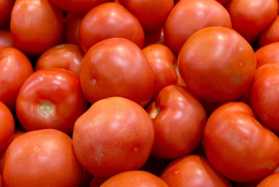 The 18 Best Indeterminate Tomato Varieties Minneopa Orchards