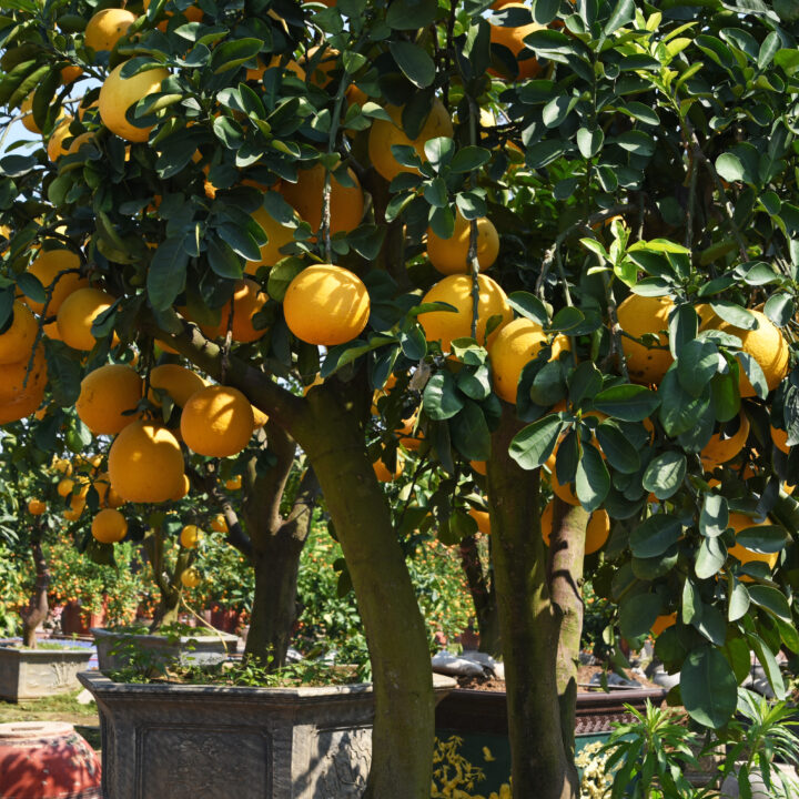 Grapefruit Varieties Minneopa Orchards