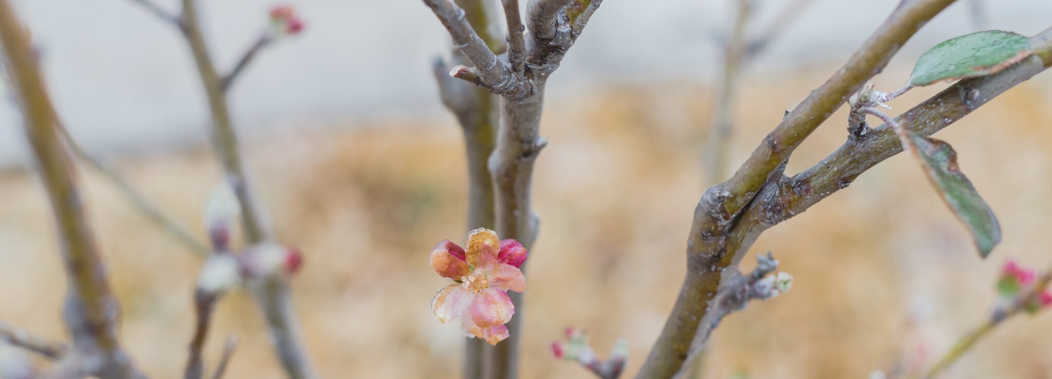 9 Great Apple Orchards in Texas Worth Checking Out Minneopa Orchards