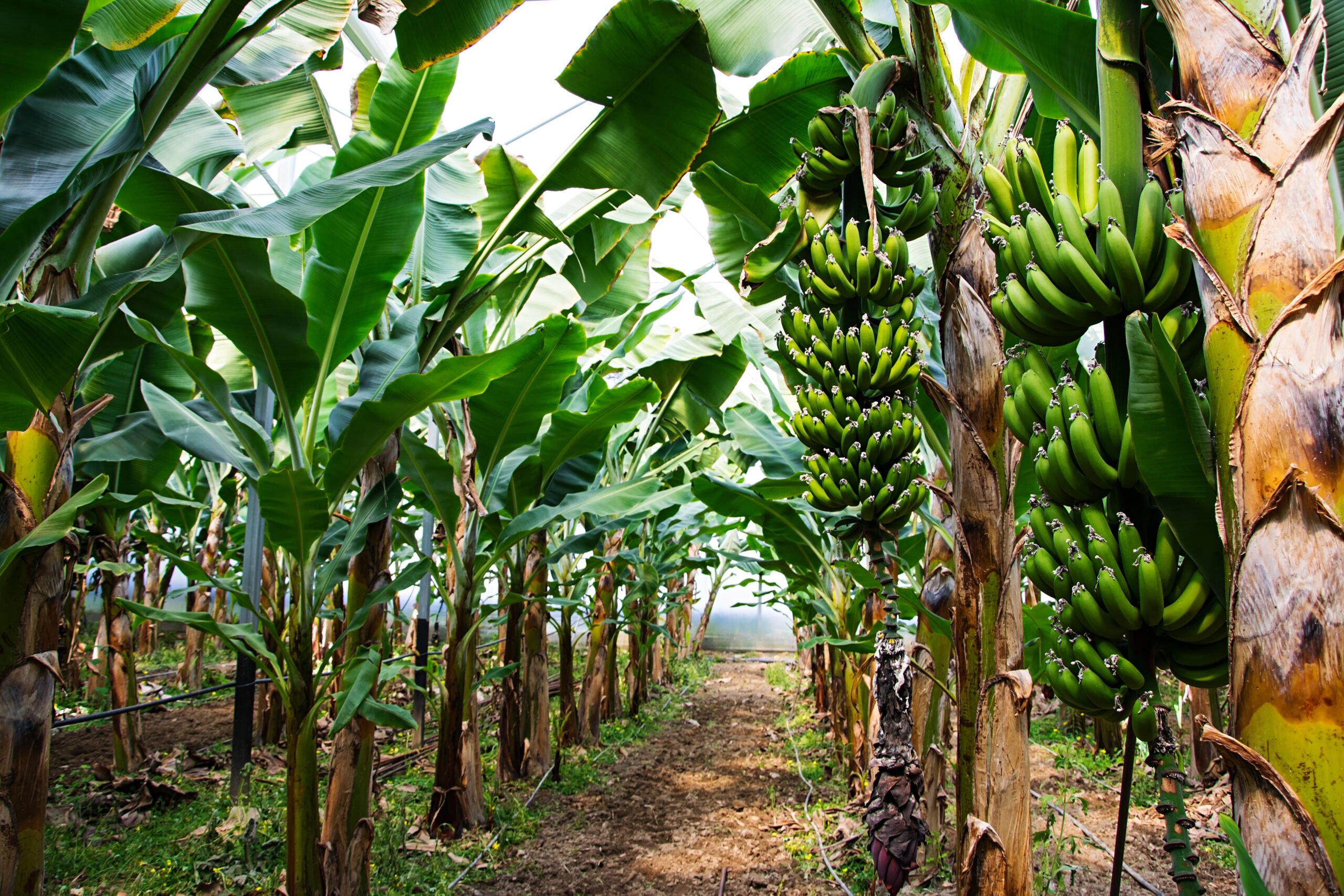 How To Grow A Banana Tree