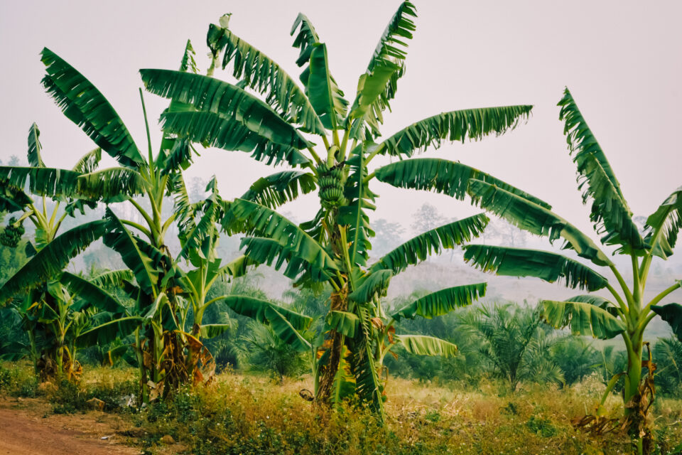 How to Winterize Banana Trees Minneopa Orchards