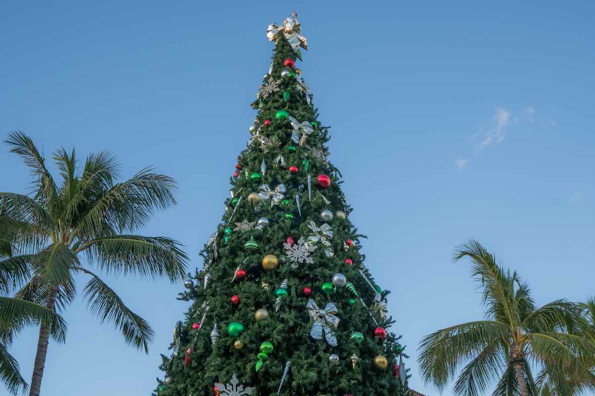 14 Best Christmas Tree Farms in Florida Minneopa Orchards