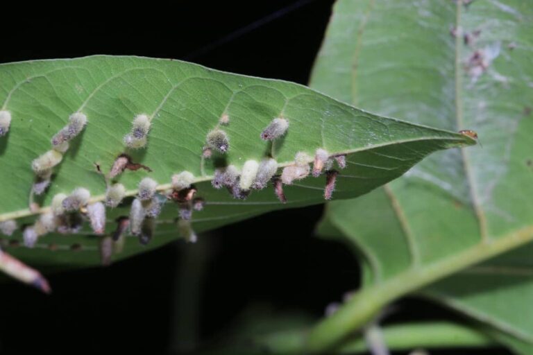 Why Are My Avocado Tree Leaves Turning Brown? Minneopa Orchards
