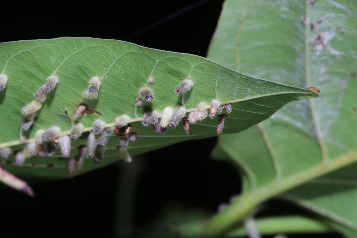 Why Are My Avocado Tree Leaves Turning Brown? Minneopa Orchards