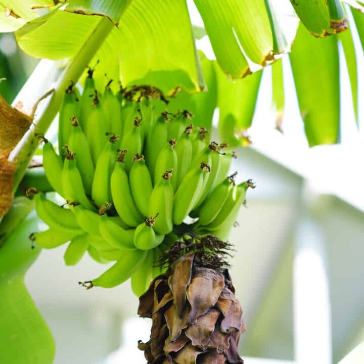 Banana Varieties Minneopa Orchards
