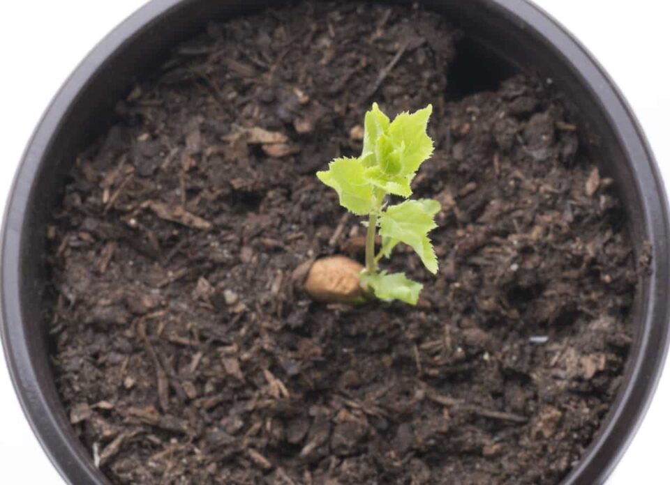 How to Grow an Apricot Tree From Seed Minneopa Orchards