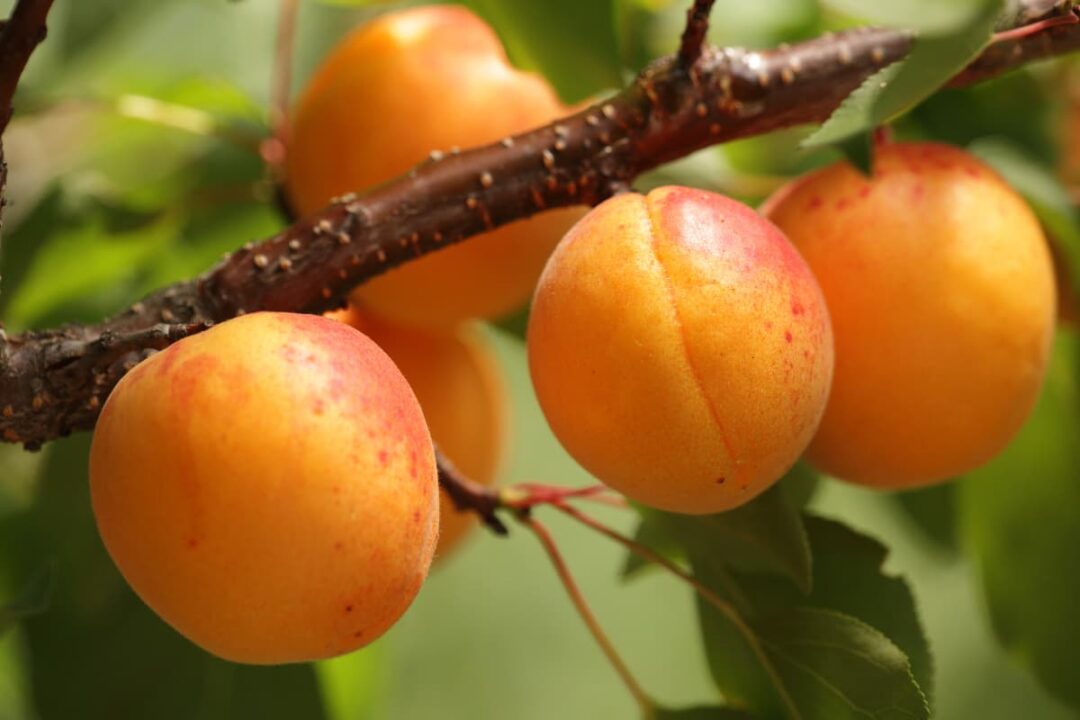 9 Picks for the Best Apricot Tree for Backyard Growing Minneopa Orchards