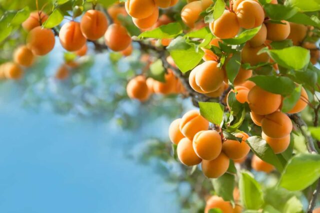 The Tropic Gold Apricot Tree - Minneopa Orchards