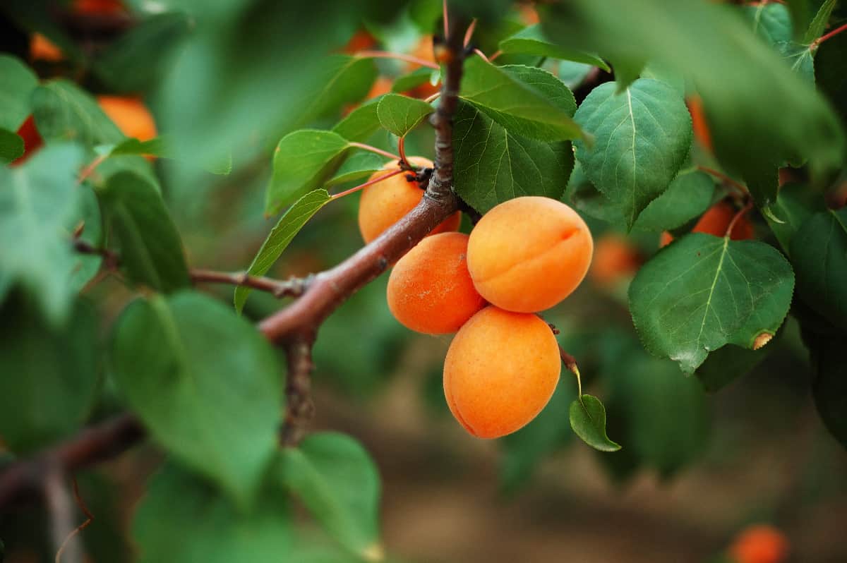 The 6 Best Apricot Tree Fertilizers Minneopa Orchards