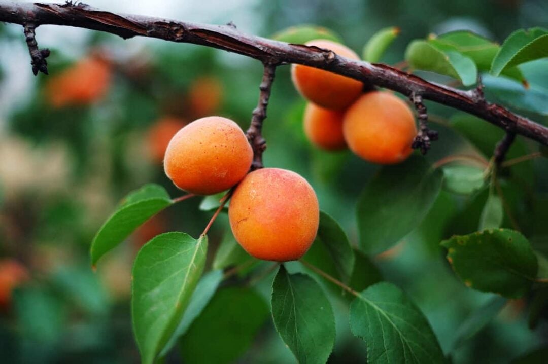 9 Picks for the Best Apricot Tree for Backyard Growing Minneopa Orchards