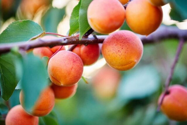 9 Picks For The Best Apricot Tree For Backyard Growing Minneopa Orchards Apricots On Tree SS 1284682282 640x427