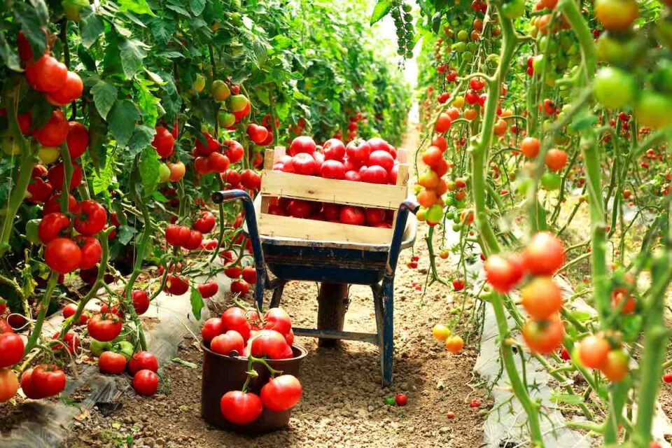 11 Best Growing Tomatoes for New Gardeners Minneopa Orchards