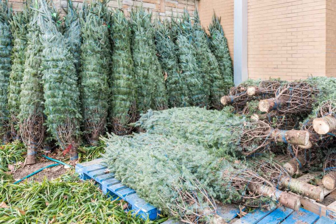 The 17 Best Christmas Tree Farms in Louisiana Minneopa Orchards