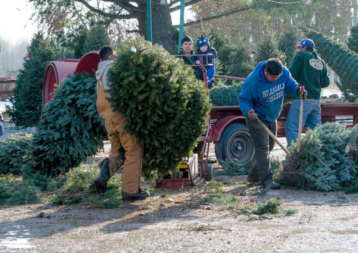 The 13 Best Christmas Tree Farms in Missouri Minneopa Orchards