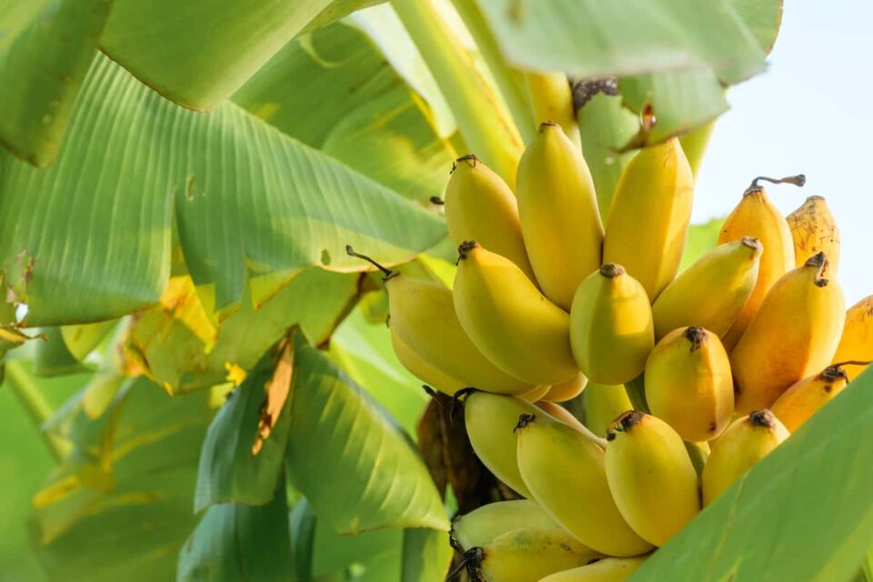 The 5 Best Banana Tree Fertilizers Minneopa Orchards