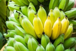 The 5 Best Banana Tree Fertilizers - Minneopa Orchards