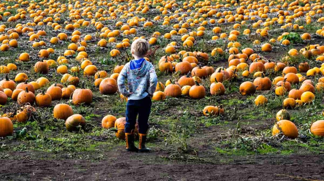 9 of the Best Pumpkin Patches in Nebraska Minneopa Orchards