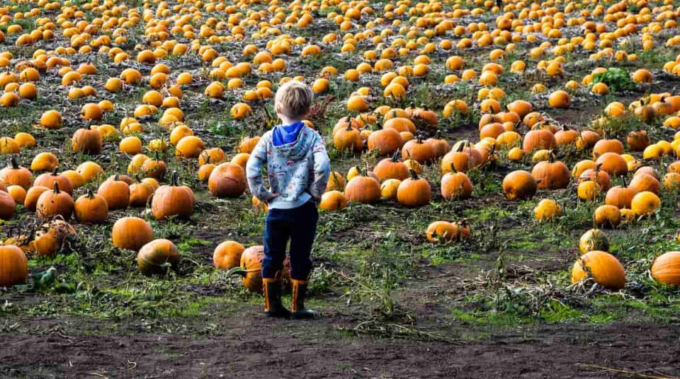 9 of the Best Pumpkin Patches in Nebraska Minneopa Orchards