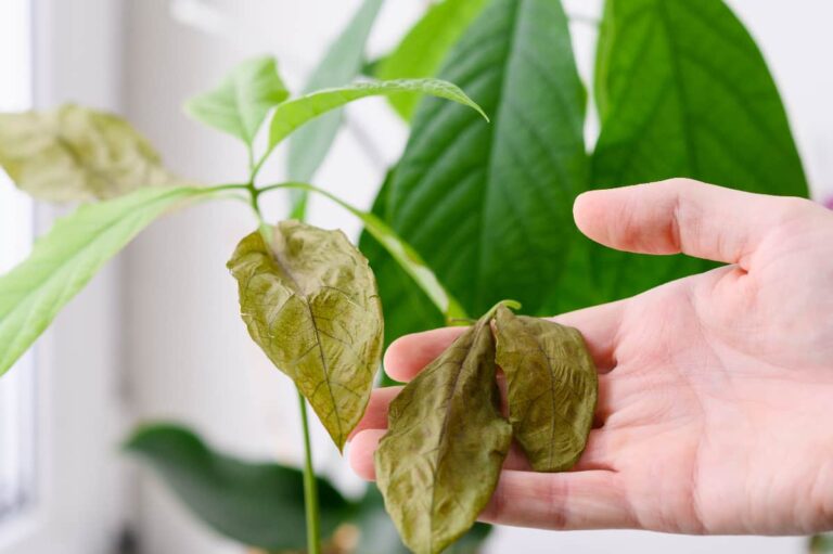 Why Are My Avocado Tree Leaves Turning Brown? Minneopa Orchards