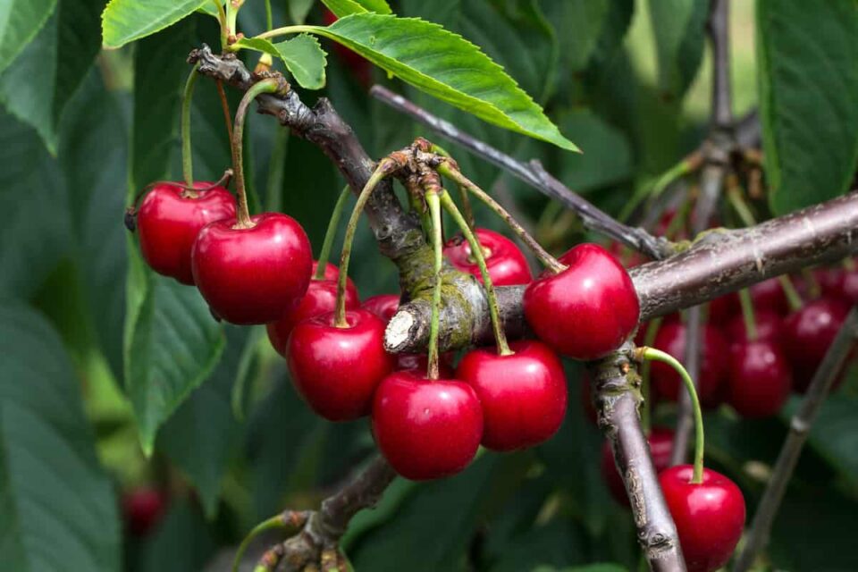 The 5 Best Cherry Tree Fertilizers Minneopa Orchards