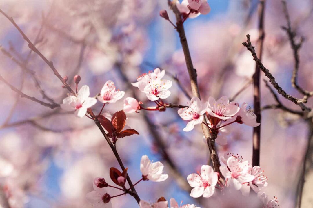 The Best Soil for Cherry Trees Minneopa Orchards