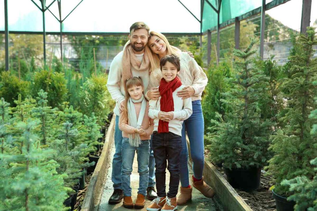 The 17 Best Christmas Tree Farms in Louisiana - Minneopa Orchards