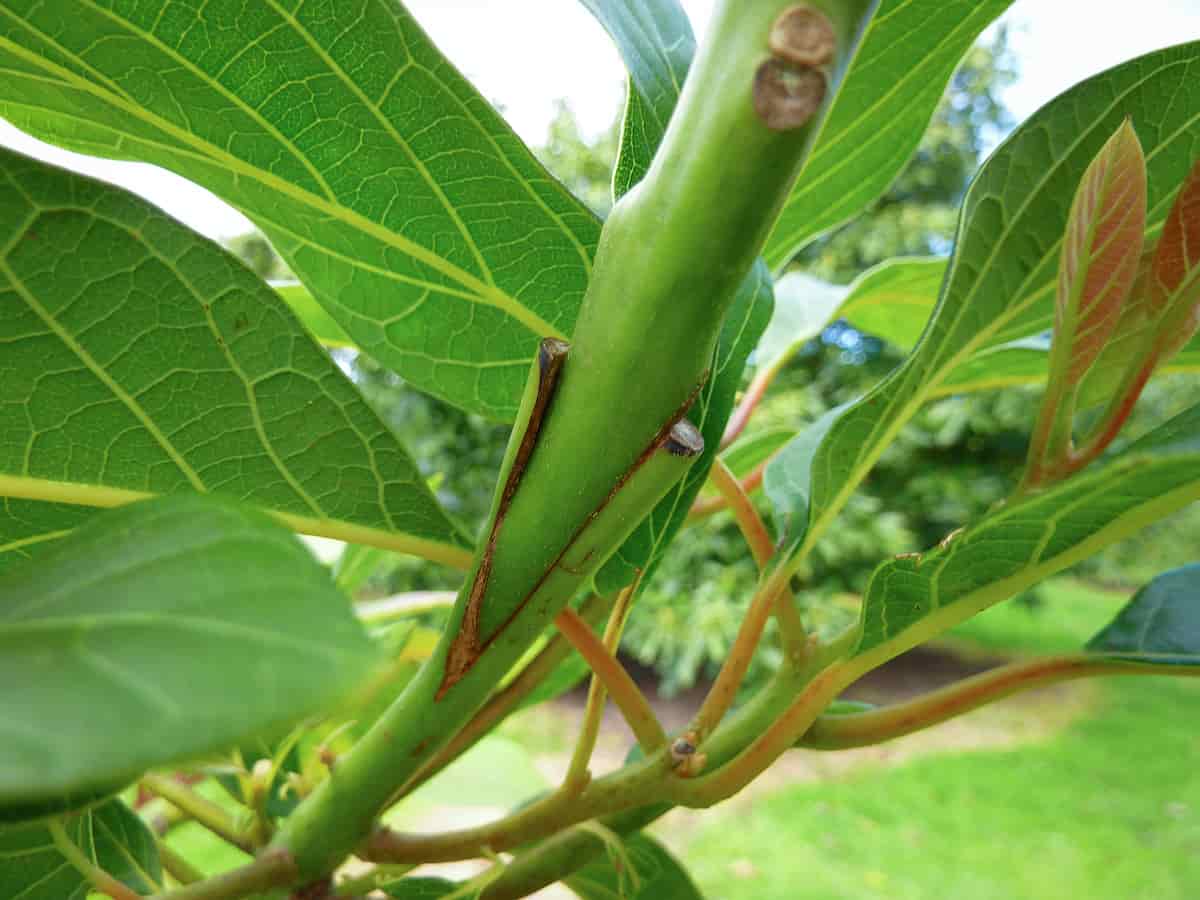 How to Graft an Avocado Tree Minneopa Orchards