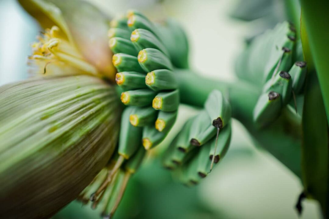 The Japanese Banana Tree Minneopa Orchards