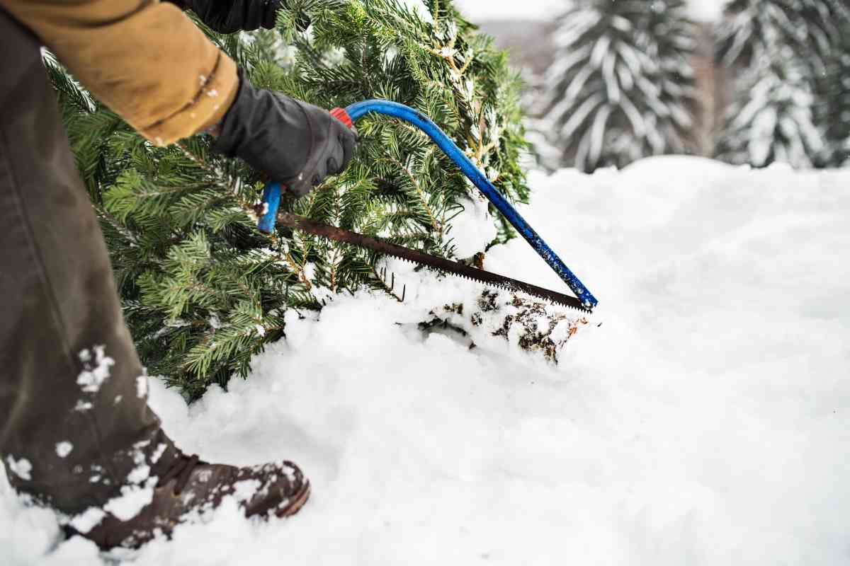 17 Best Christmas Tree Farms in Nebraska Minneopa Orchards