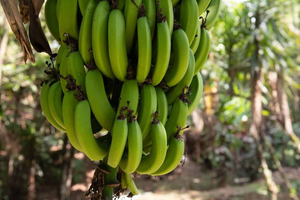 The Dwarf Banana Tree Minneopa Orchards