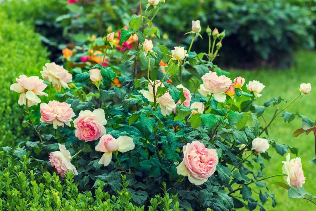 The 5 Best Rose Plant Foods for Your Flowers Minneopa Orchards