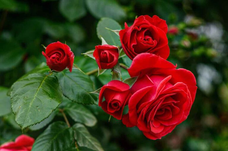 The 5 Best Rose Plant Foods for Your Flowers - Minneopa Orchards