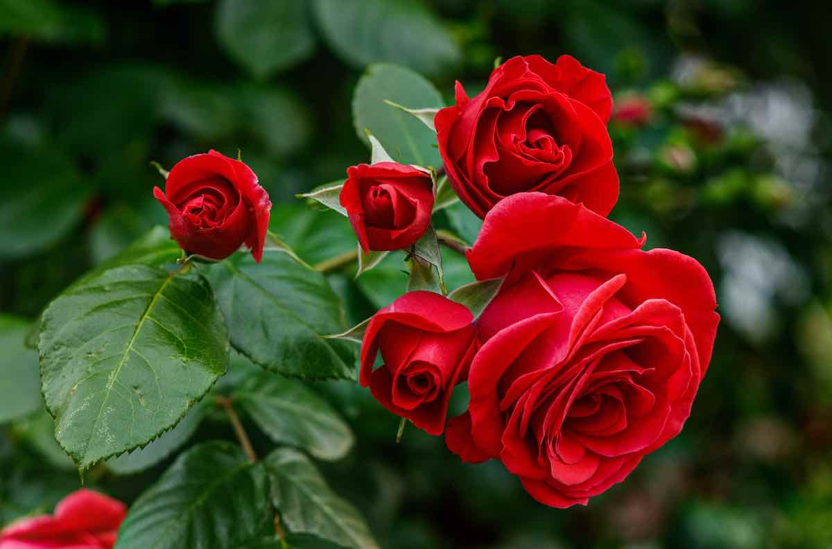 The 5 Best Rose Plant Foods for Your Flowers Minneopa Orchards