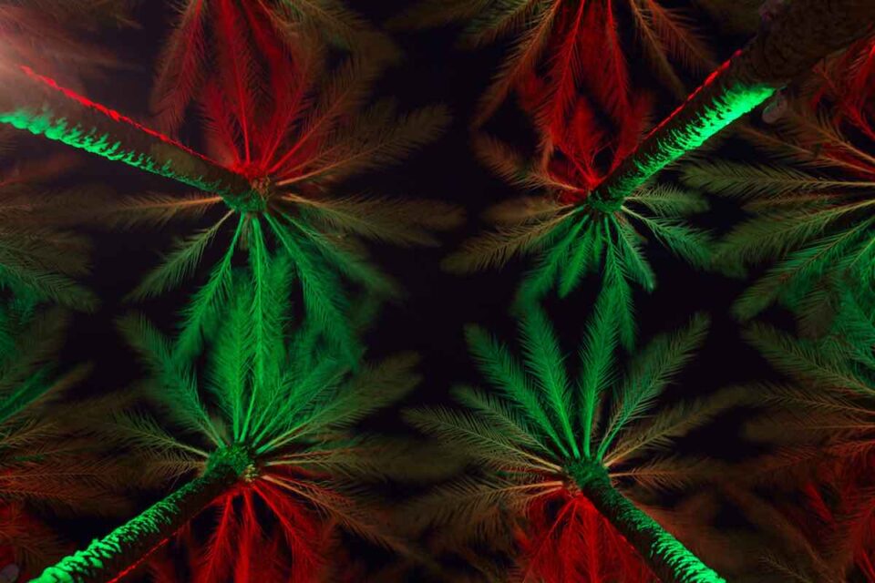 14 Best Christmas Tree Farms in Florida Minneopa Orchards