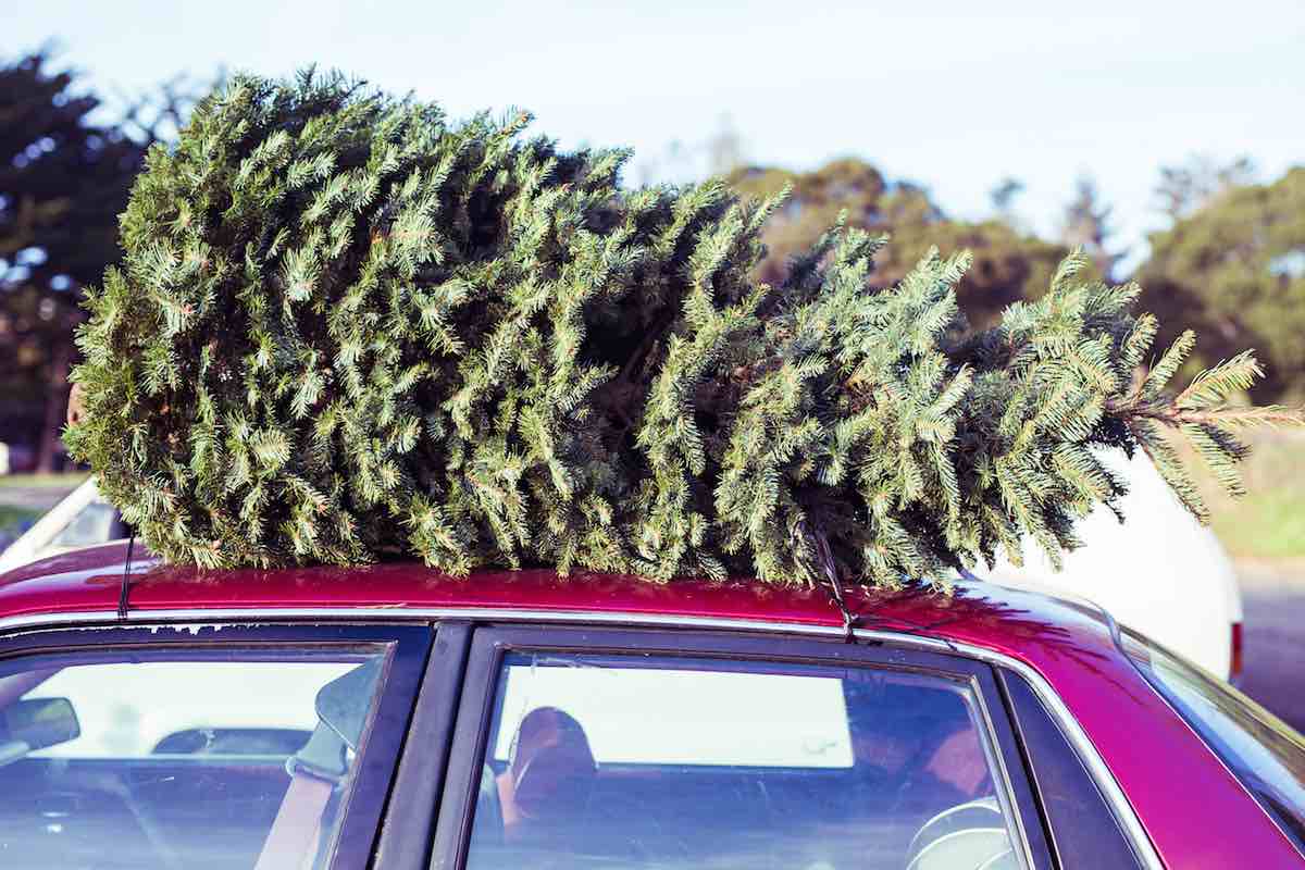 The 15 Best Christmas Tree Farms in Minneopa Orchards
