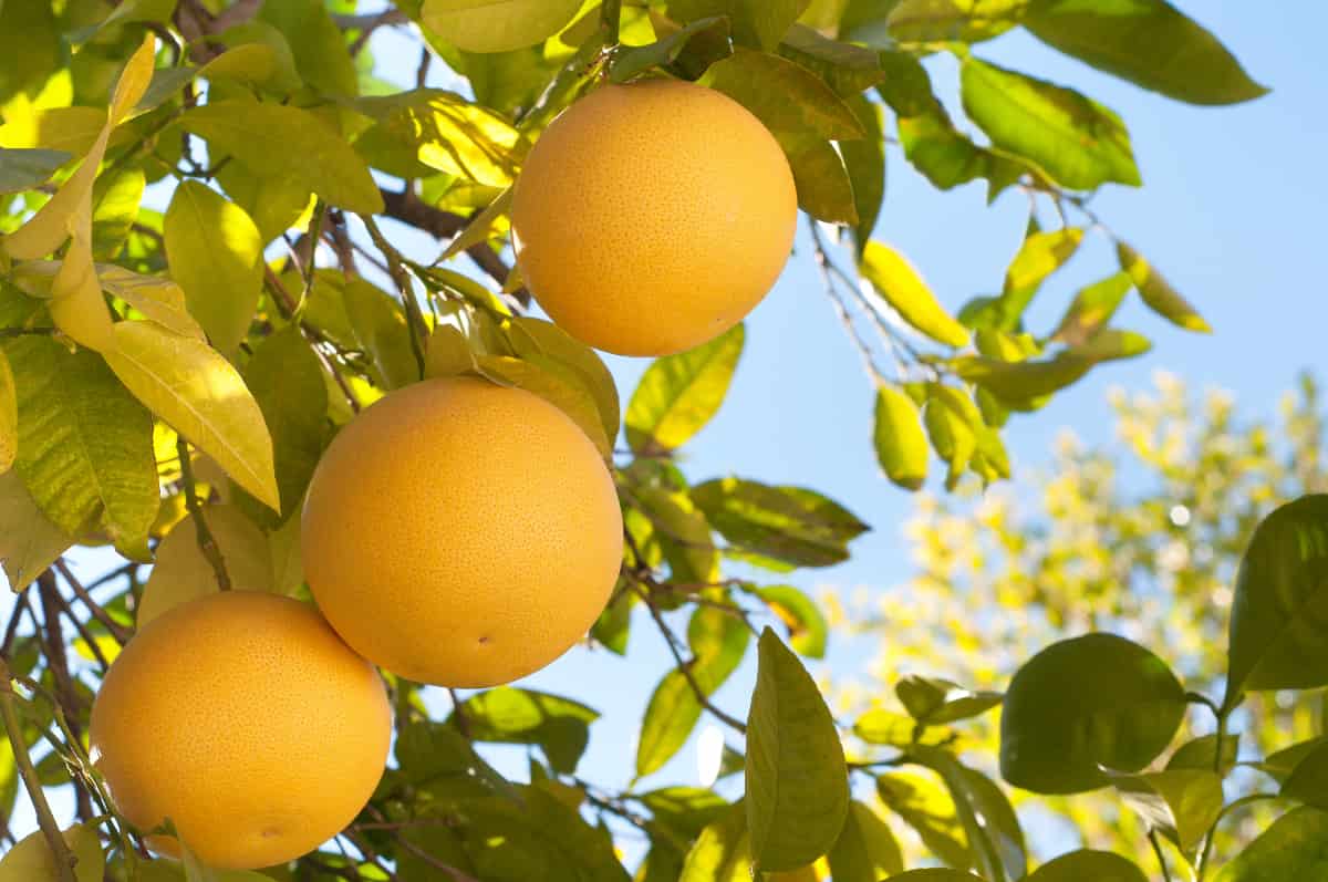 The Complete Guide to Grapefruit Tree Care Minneopa Orchards