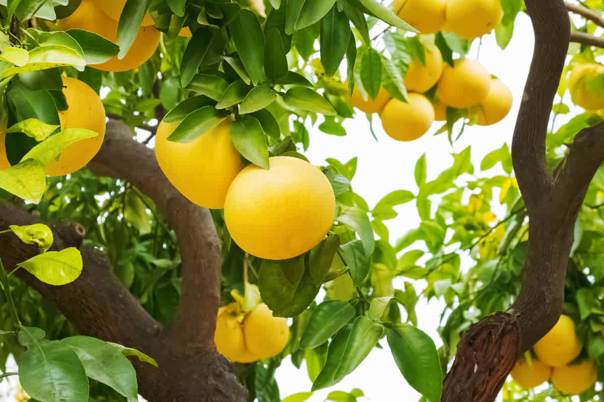 The Complete Guide to Grapefruit Tree Care Minneopa Orchards