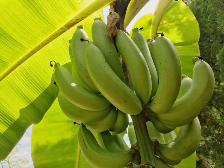 The Cavendish Banana Tree Minneopa Orchards