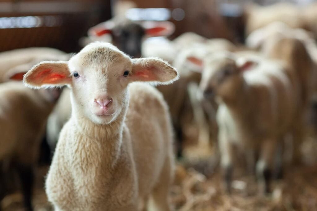 Closeup of a lamb. You can visit sheep at one of the apple orchards in Montana.