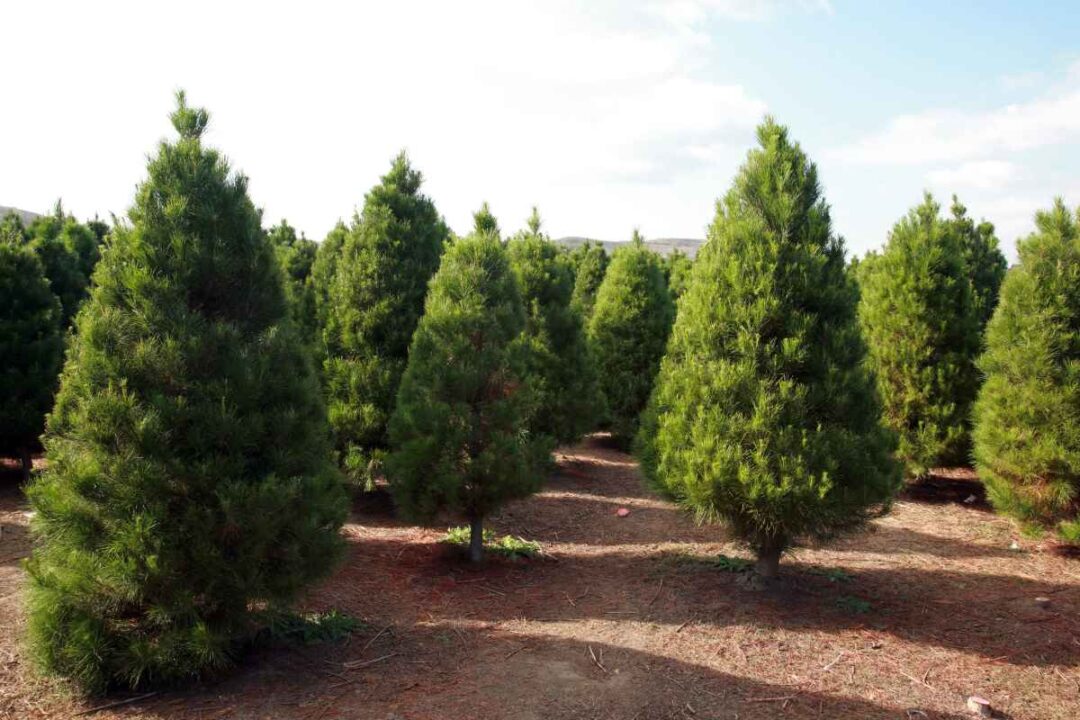 The 17 Best Christmas Tree Farms in Louisiana Minneopa Orchards