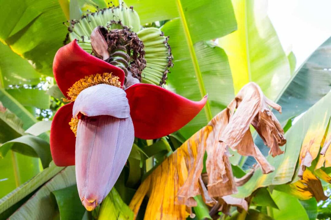 Banana Tree Flowering Stages Minneopa Orchards