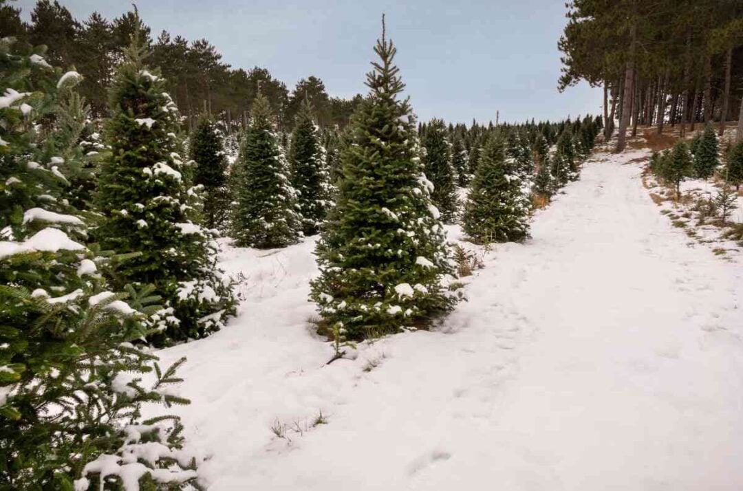 The 13 Best Christmas Tree Farms in Missouri Minneopa Orchards