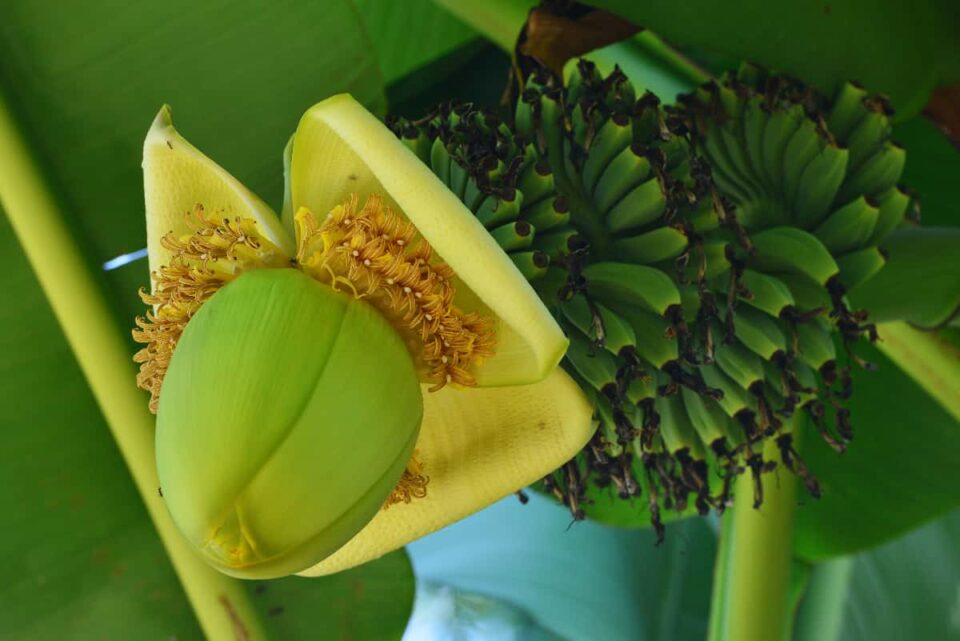 The Japanese Banana Tree Minneopa Orchards