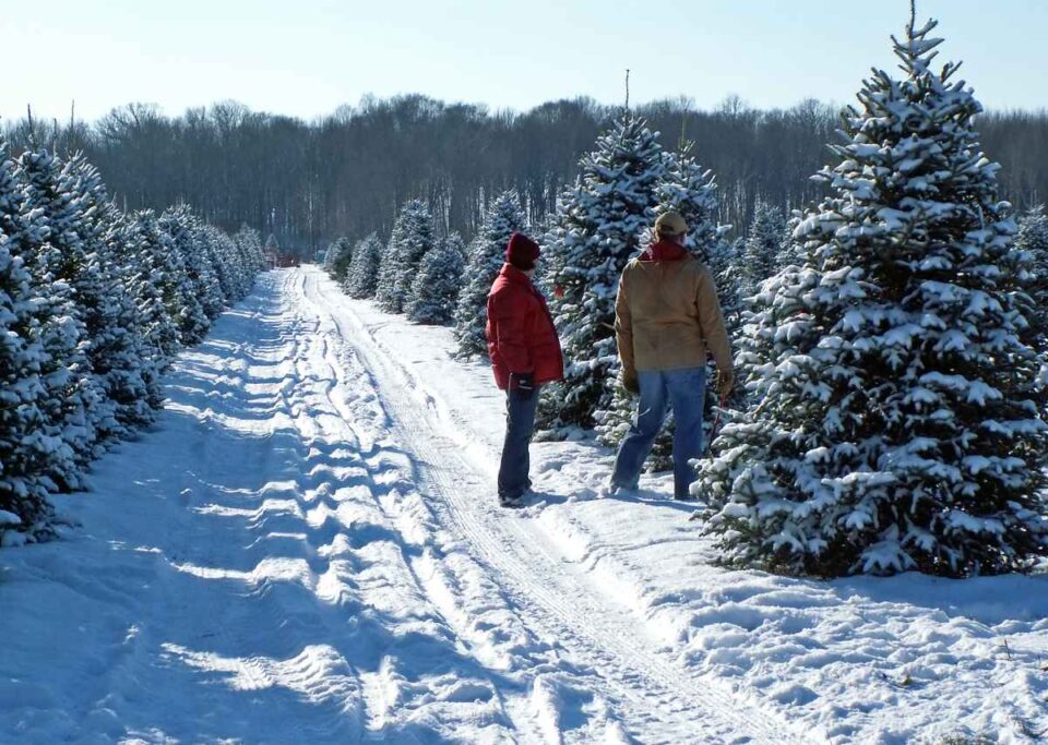 17 Best Christmas Tree Farms in Nebraska Minneopa Orchards