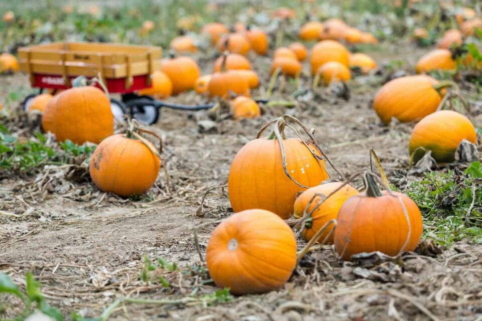The 8 Best Pumpkin Patches in Oklahoma Minneopa Orchards