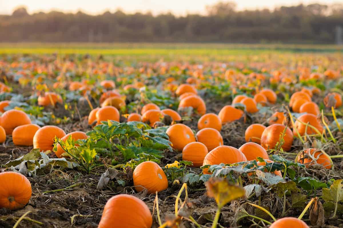The 16 Best Pumpkin Patches in Alabama Minneopa Orchards