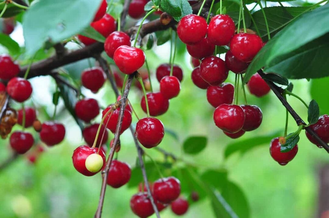 The Best Soil for Cherry Trees Minneopa Orchards